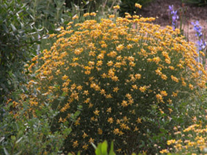 Vivers Càrex - Genista umbellata 